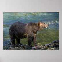 Wilder Bär Got seinen Lachs bei Toba Inlet