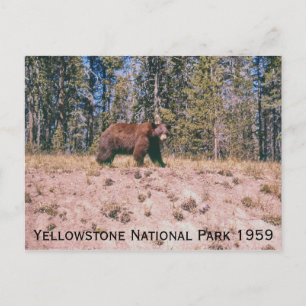 Wilder Bär Retro Yellowstone Park 1959 Postkarte