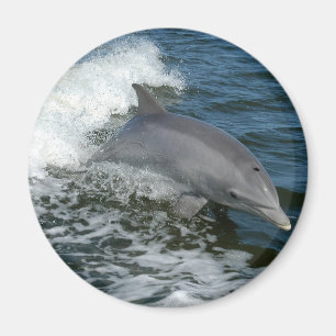 Wilder Delphin-runder Magnet