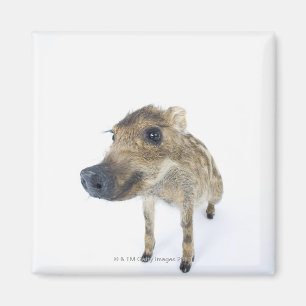 Wilder Eber Magnet