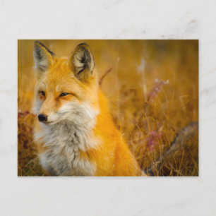 Wilder Fox im Wald Postkarte