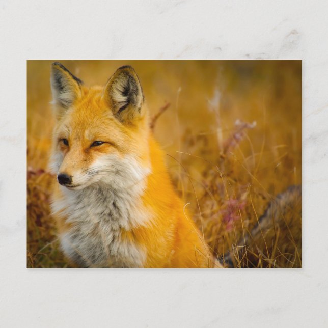 Wilder Fox im Wald Postkarte (Vorderseite)