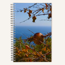 Wilder Granatapfel Sonniges Montenegro Sommer