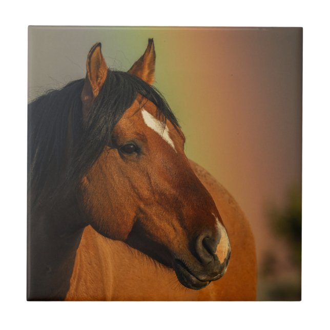 Wilder Hengst, Goldenes Licht und Regenbogen Fliese (Vorderseite)