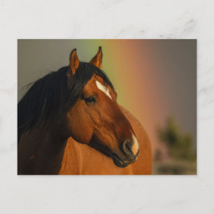Wilder Hengst, Goldenes Licht und Regenbogen Postkarte