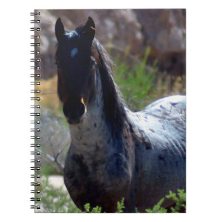 Wilder Hengst in Utah Notizblock