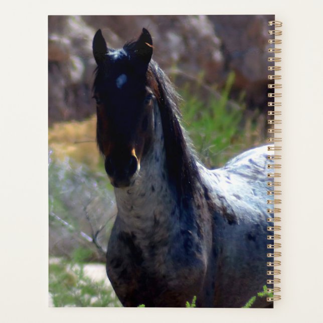 Wilder Hengst in Utah Planer (Rückseite)