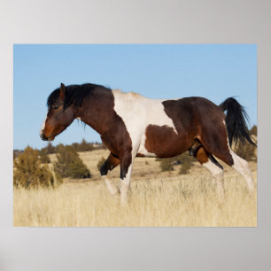 Wilder Hengst, Steens Mountains Poster