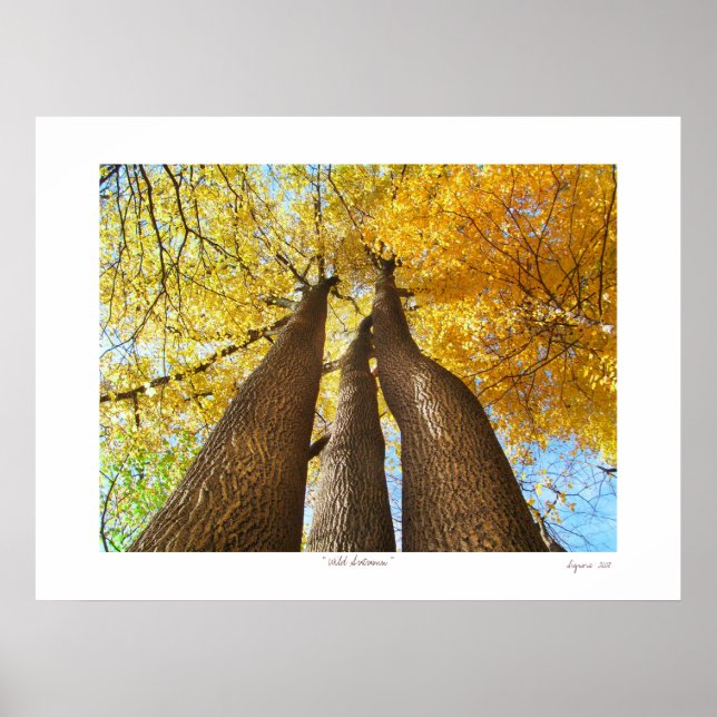 Wilder Herbst Poster (Vorne)