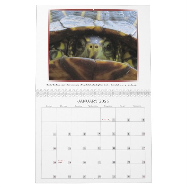 Wilder Kalender der Gesichts-2013 (Jan 2026)