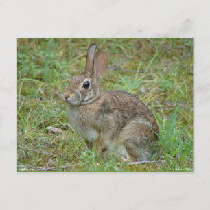 Wilder Kaninchen Östliches Baumwollschwanzkaninche Postkarte