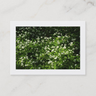 Wilder Knoblauch (grenzt) Visitenkarte