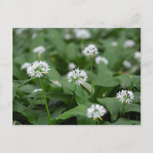 Wilder Knoblauch oder Ramsons Allium ursinum Postkarte