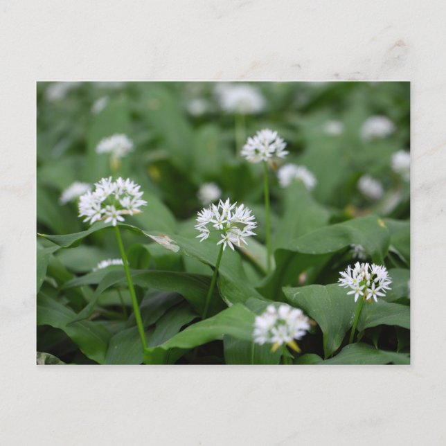 Wilder Knoblauch oder Ramsons Allium ursinum Postkarte (Vorderseite)