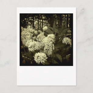 Wilder Knoblauch. Postkarte