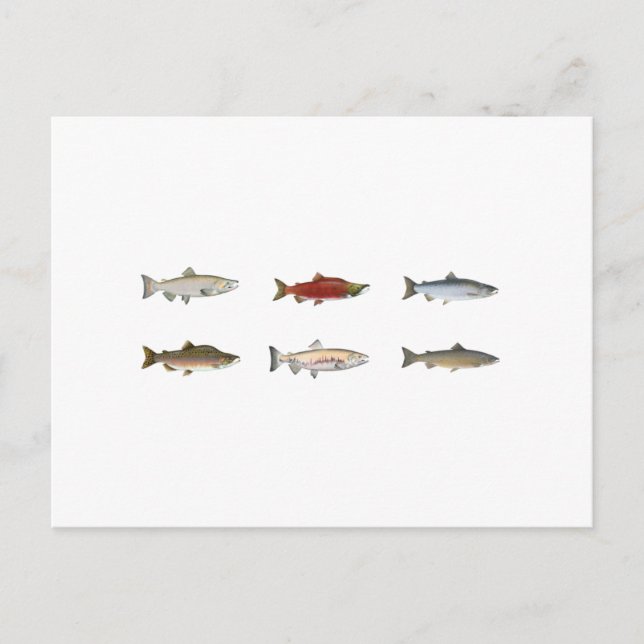 Wilder Lachs Postkarte (Vorderseite)