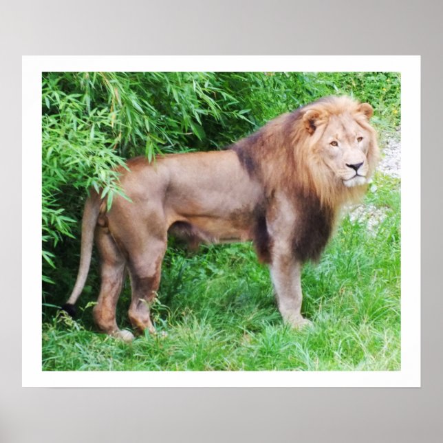 Wilder Löwe Lebens Tier Poster (Vorne)