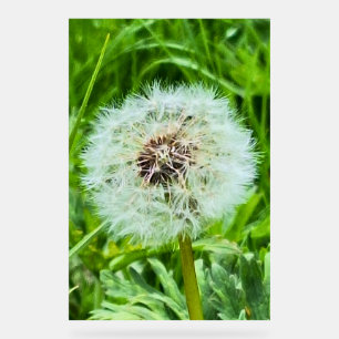 Wilder Löwenzahn Rumänien Botanische Makrofotograf Acrylschild