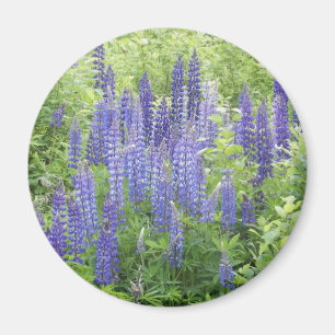 Wilder Lupine Magnet