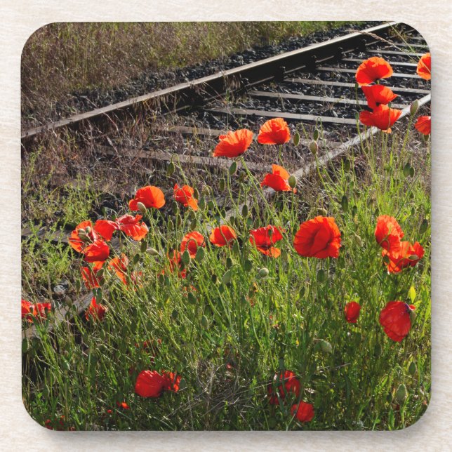 Wilder Mohn     Getränkeuntersetzer (Vorderseite)