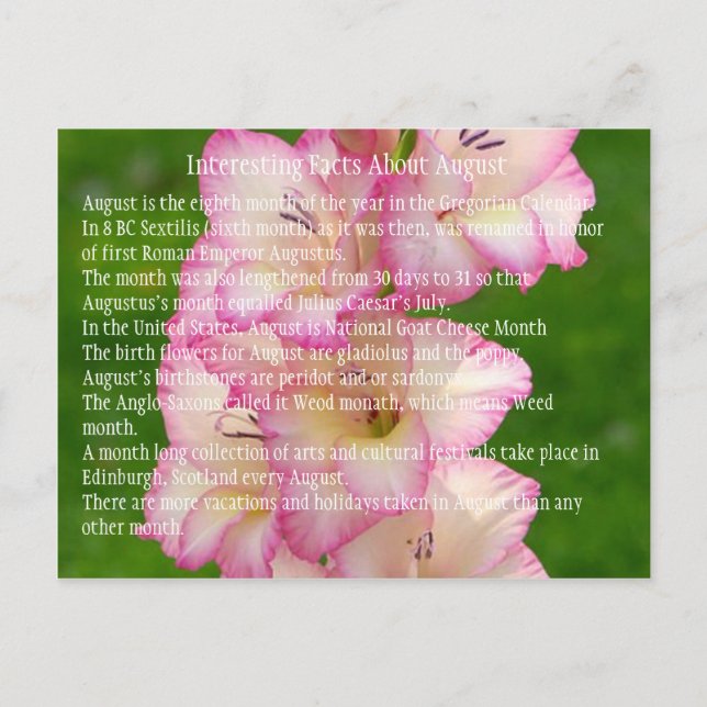 wilder Mohn Postkarte (Vorderseite)