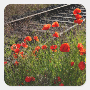 Wilder Mohn Quadratischer Aufkleber