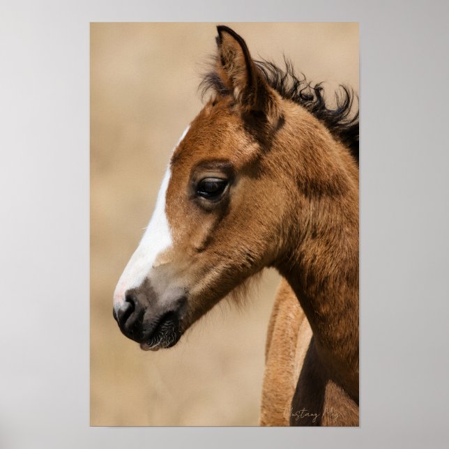 Wilder Mustang-Hengst - Apollo  Poster (Vorne)