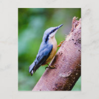 Wilder Nuthatch im Wald - Postkarte