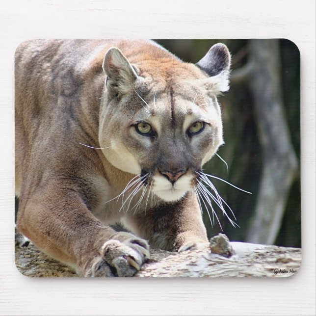 Wilder Puma Mousepad (Vorne)