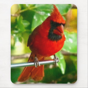 Wilder roter Kardinal in Hawaii Mousepad