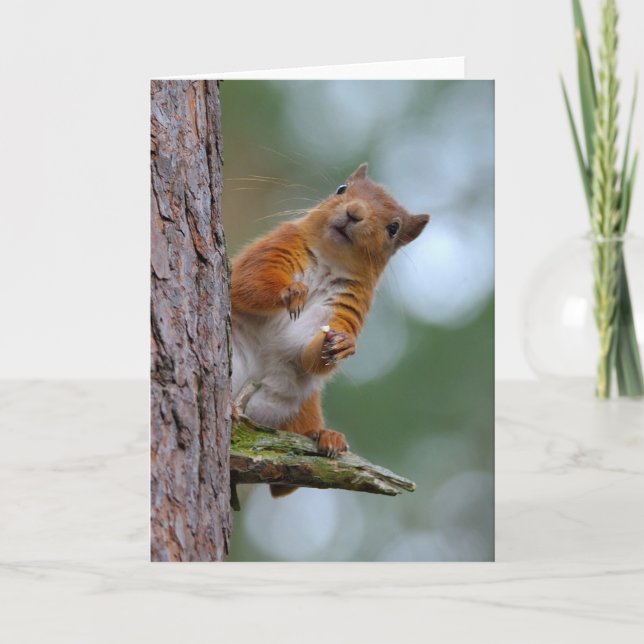 Wilder rotes Eichhörnchen-schottischer Karte (Vorderseite)