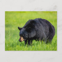 Wilder Schwarzbär in Nordamerika Postkarte