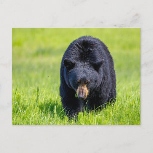 Wilder Schwarzbär in Nordamerika Postkarte