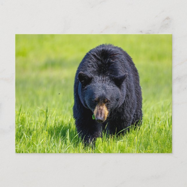 Wilder Schwarzbär in Nordamerika Postkarte (Vorderseite)