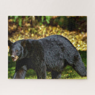 Wilder Schwarzbär. Puzzle