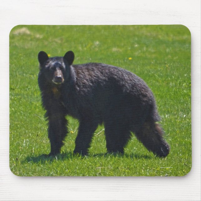 Wilder Schwarzer Bär und Gras Wildlife Foto Mousepad (Vorne)