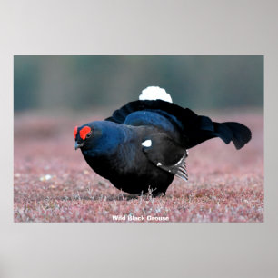 Wilder Schwarzer Grouse Poster