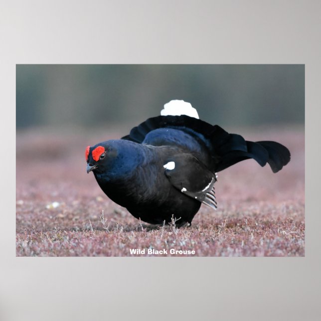 Wilder Schwarzer Grouse Poster (Vorne)