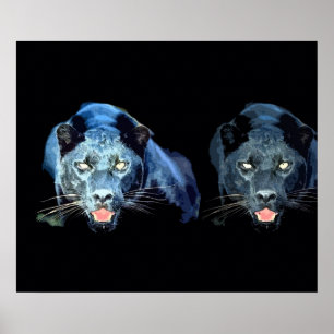Wilder schwarzer Jaguar Katzenaugen Blautöne Poste Poster