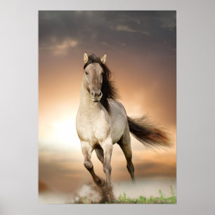 Wilder Stallion, der in Sonnenuntergang läuft Poster