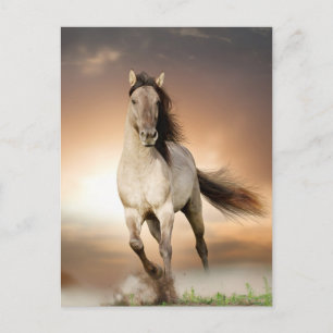 Wilder Stallion im Sonnenuntergang Postkarte