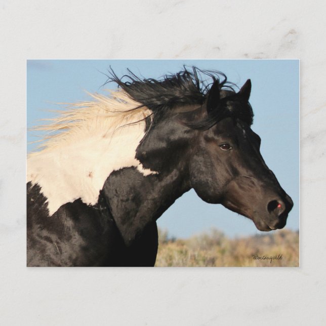 Wilder Stallion Postcard Postkarte (Vorderseite)
