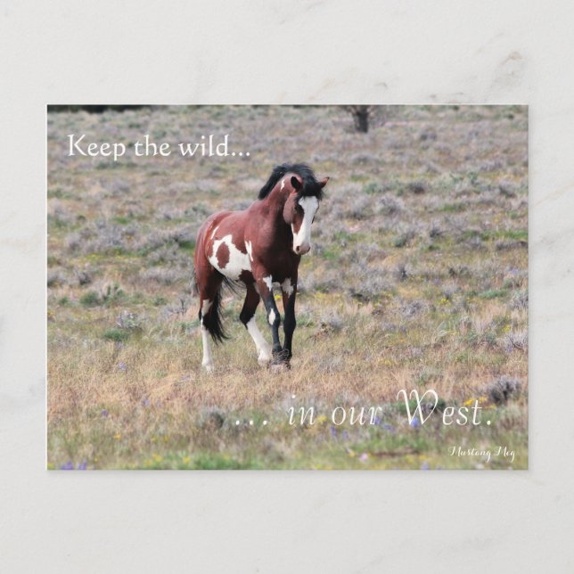 Wilder Stallion, voradressiert: Innenministerium Postkarte (Vorderseite)