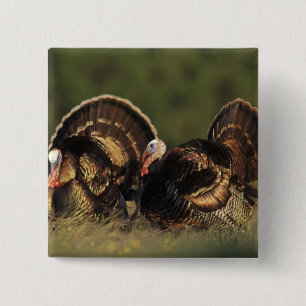 Wilder Truthahn, Meleagris gallopavo, Männchen Button