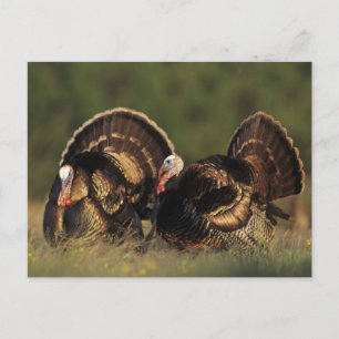 Wilder Truthahn, Meleagris gallopavo, Männchen Postkarte