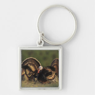 Wilder Truthahn, Meleagris gallopavo, Männchen Schlüsselanhänger