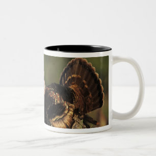 Wilder Truthahn, Meleagris gallopavo, Männchen Zweifarbige Tasse