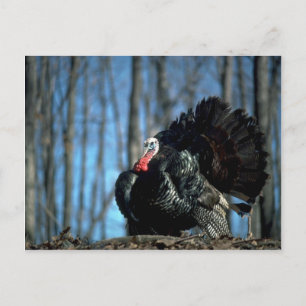 Wilder Truthahn Postkarte