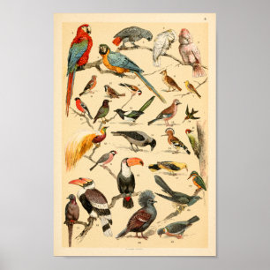 Wilder Vogel-Sammlungs-Papageien Tucan Druck Poster