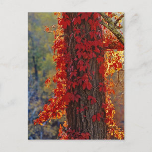 Wilder Wein leuchtend rot im Herbst bei Postkarte